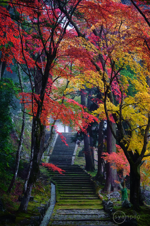 シグマ SIGMA 70-200mm F2.8 DG DN OS | Sports ／ 京都 亀岡